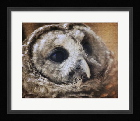 Framed Barred Owl Print