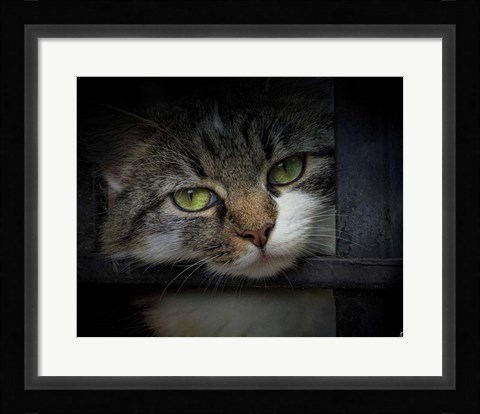 Framed Behind Bars Print