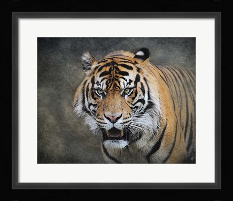 Framed Bengal Tiger Print