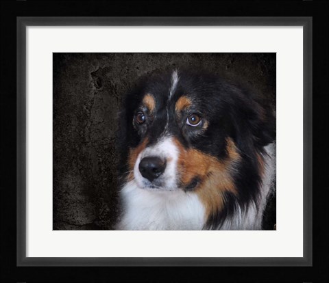 Framed Bernese Mountain Dog Print