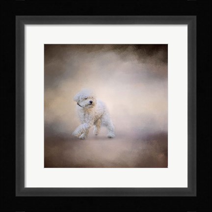 Framed Bichon On The Go Print