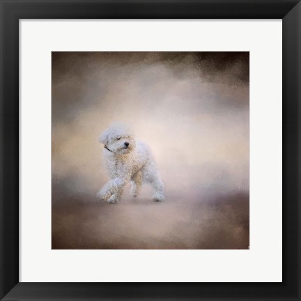Framed Bichon On The Go Print