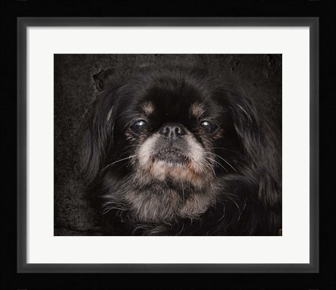 Framed Black Pekingese Portrait Print