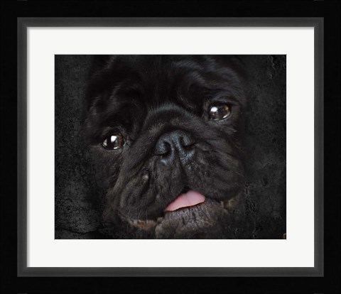 Framed Black Pug Portrait Print
