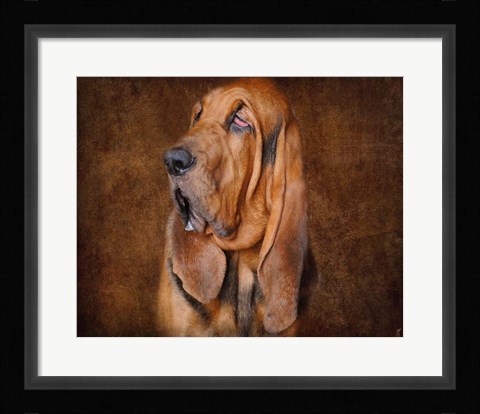 Framed Bloodhound Portrait Print