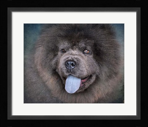 Framed Blue Chow Chow Portrait Print