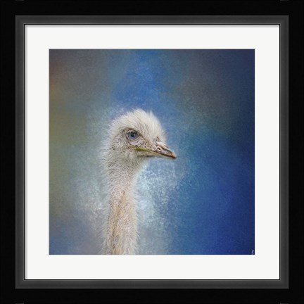 Framed Blue Eyed Beauty Ostrich Print