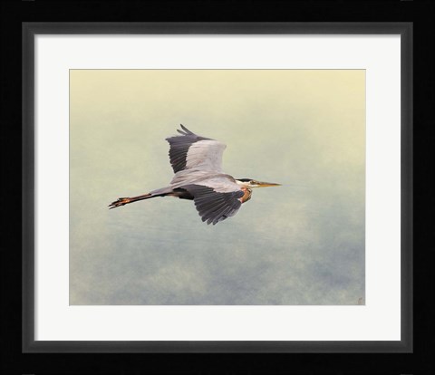 Framed Blue Heron In Flight 1 Print