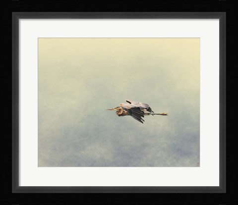 Framed Blue Heron In Flight 2 Print