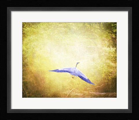 Framed Blue Heron In The Light Print
