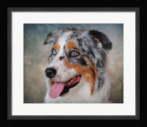 Framed Blue Merle Australian Shepherd Portrait Print