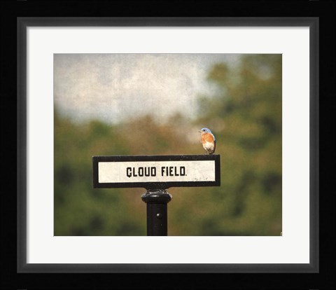 Framed Bluebird At Cloud Field Print