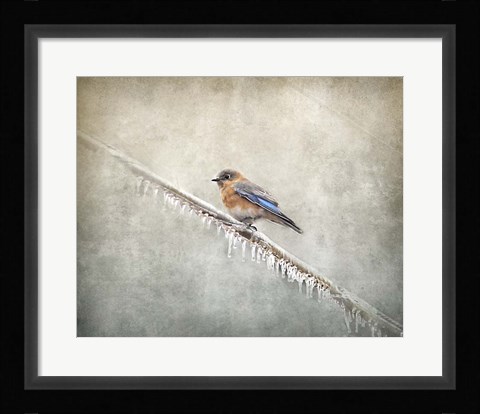 Framed Bluebird Braving The Cold Print