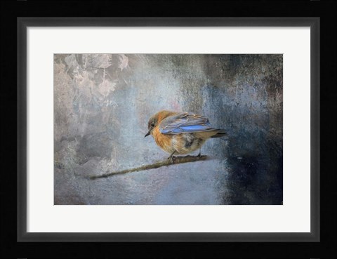 Framed Bluebird In Winter Print