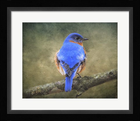 Framed Bluebird Portrait Print