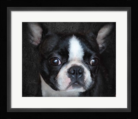 Framed Boston Terrier Portrait Print