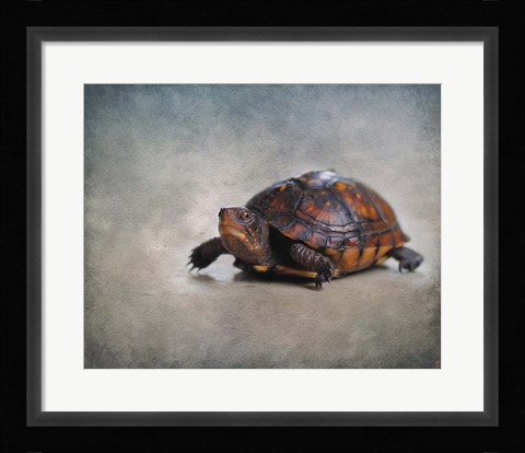 Framed Box Turtle Portrait Print