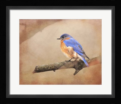 Framed Braving Autumn Bluebird Print