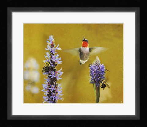 Framed Breakfast With The Bees Hummingbird Print