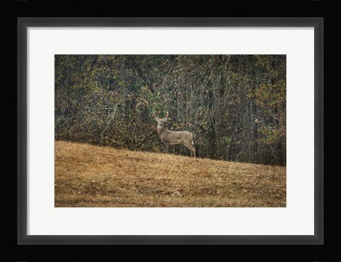 Framed Buck At Pinson Mounds Print