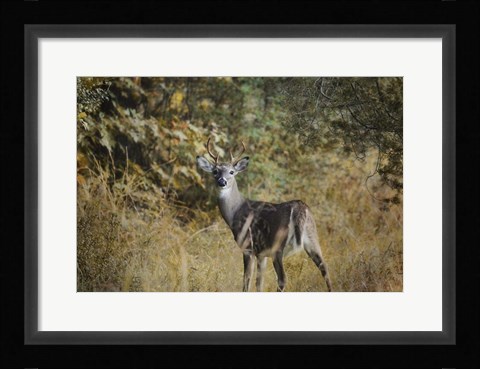 Framed Buck In Autumn Print