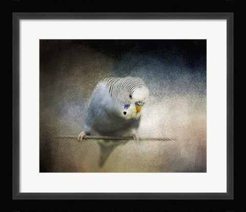 Framed Budgie 3 Print