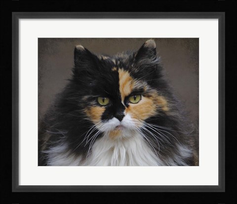 Framed Calico Cat Portrait Print
