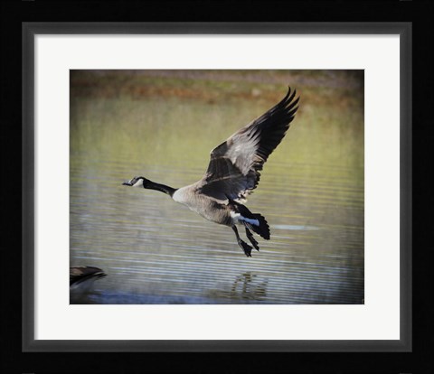 Framed Canadian Goose In Flight 1 Print