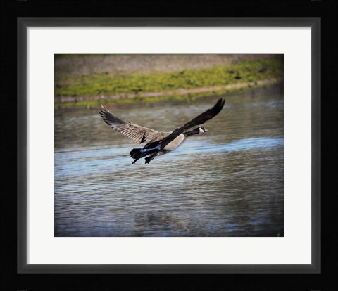 Framed Canadian Goose In Flight 2 Print