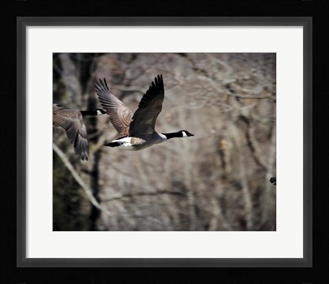 Framed Canadian Goose In Flight 3 Print
