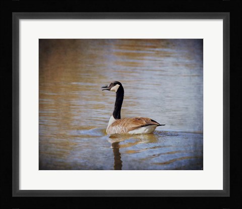 Framed Canadian Goose In The Water Print