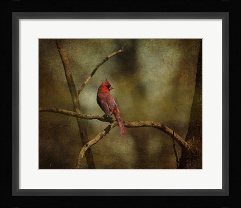 Framed Cardinal On A Branch Print