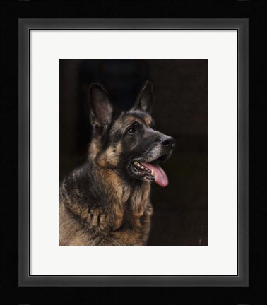 Framed Classic German Shepherd Print