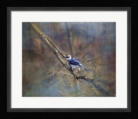 Framed Color My World Blue Jay Print