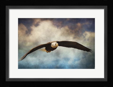 Framed Coming Home Bald Eagle Print