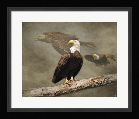 Framed Dreaming Of Freedom Bald Eagles Print