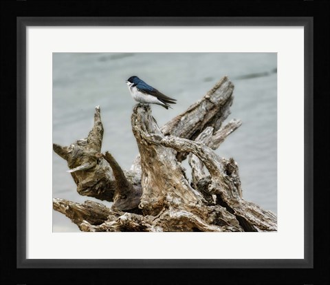 Framed Driftwood Song Print