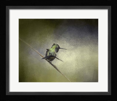 Framed Feeling Frisky Hummingbird Print