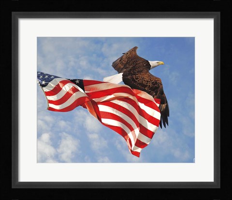 Framed Flight of Freedom Bald Eagle Print