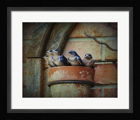Framed Flower pot Swallows Print