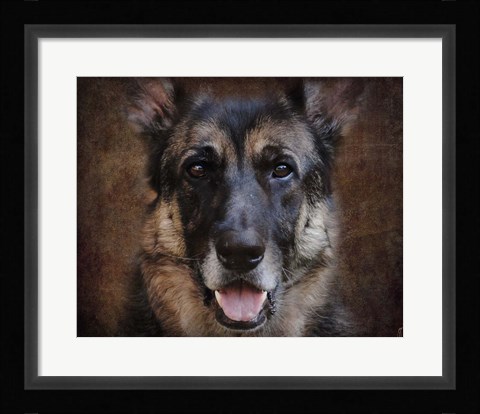 Framed German Shepherd Face Print