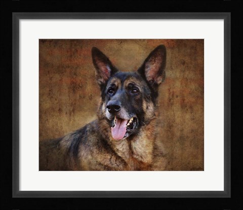 Framed German Shepherd Print