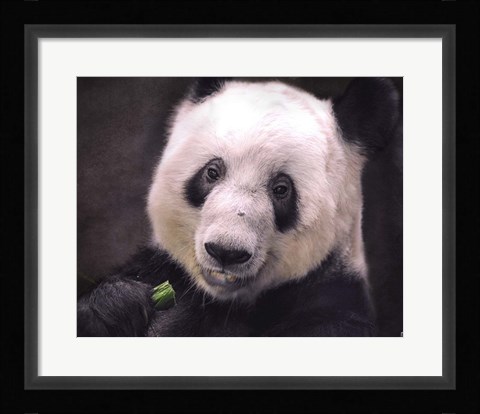 Framed Giant Panda Bear Print