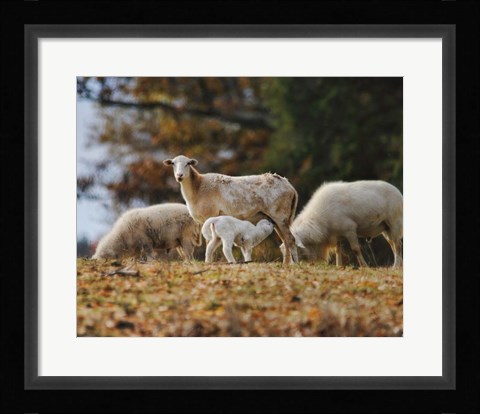 Framed Giving Nourishment Sheep Print