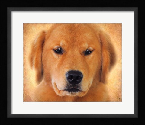 Framed Golden Retriever Portrait Print