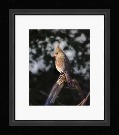 Framed Good Morning Sunshine Print