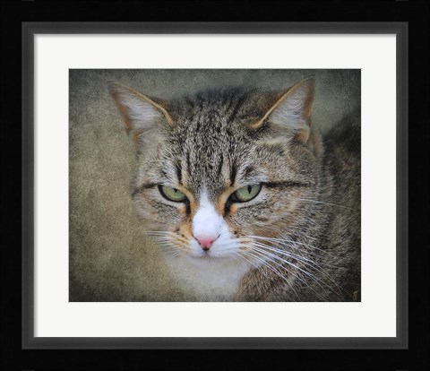 Framed Gray Tabby Cat Portrait Print
