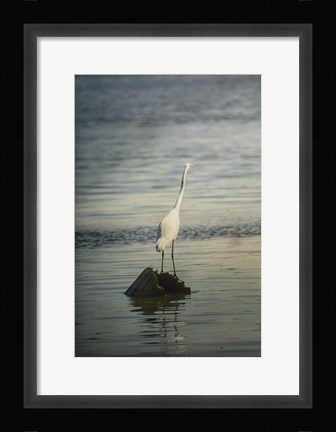 Framed Great White Egret At Sunrise Print