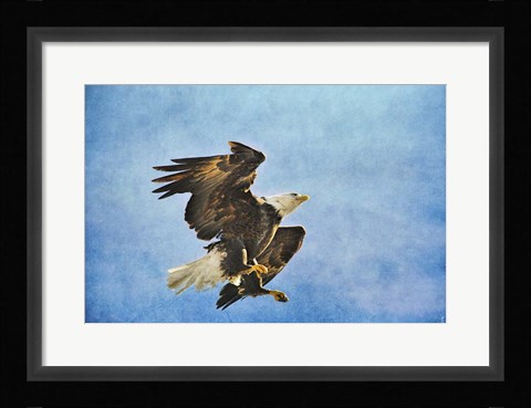 Framed Landing Gear Bald Eagle Print