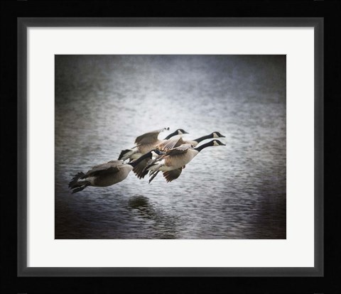 Framed Last Flight Of The Day Print